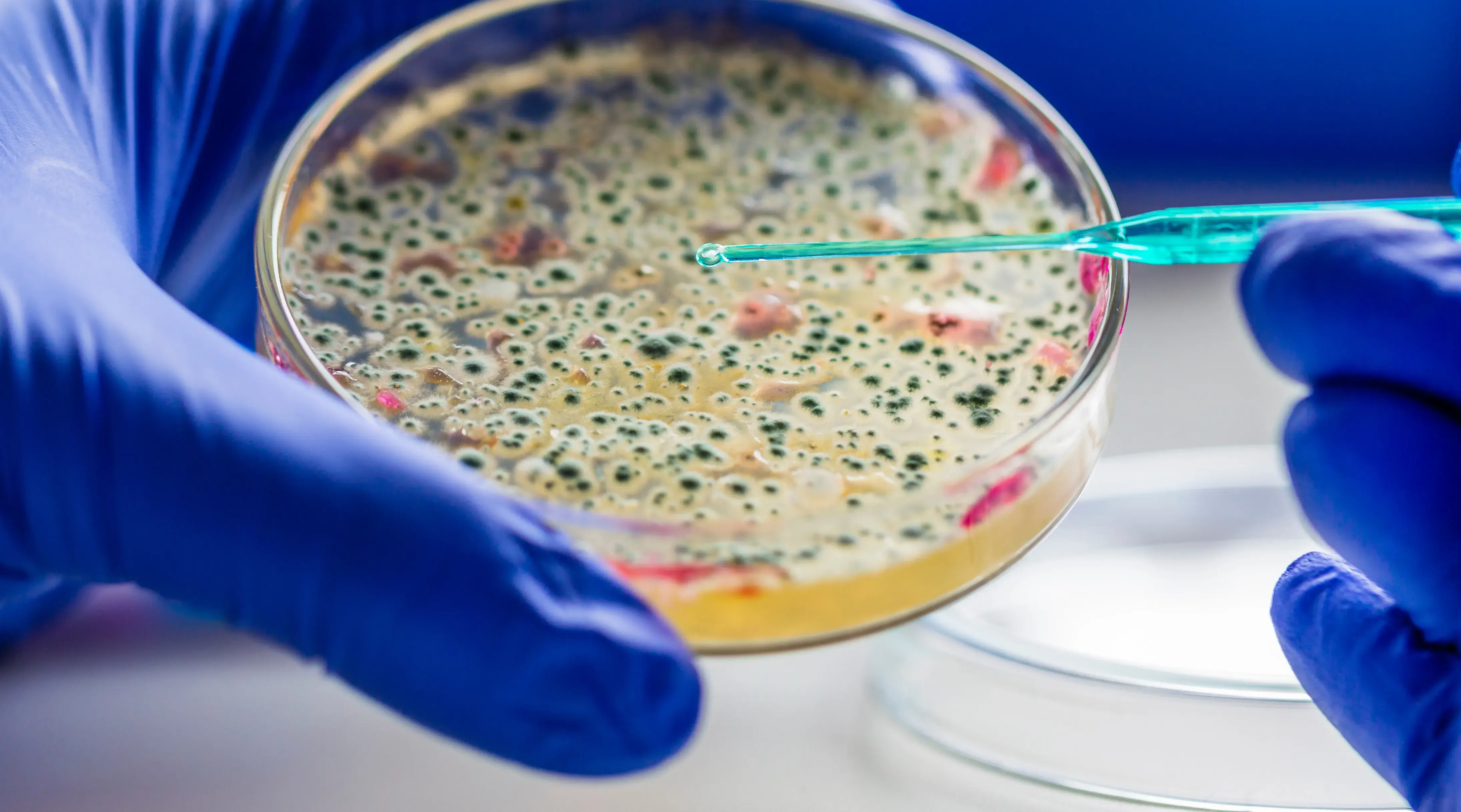 Petri dish with bacterial culture used in FAI Academy online training on antimicrobial resistance (AMR) for veterinarians, farmers, and food supply chain professionals.