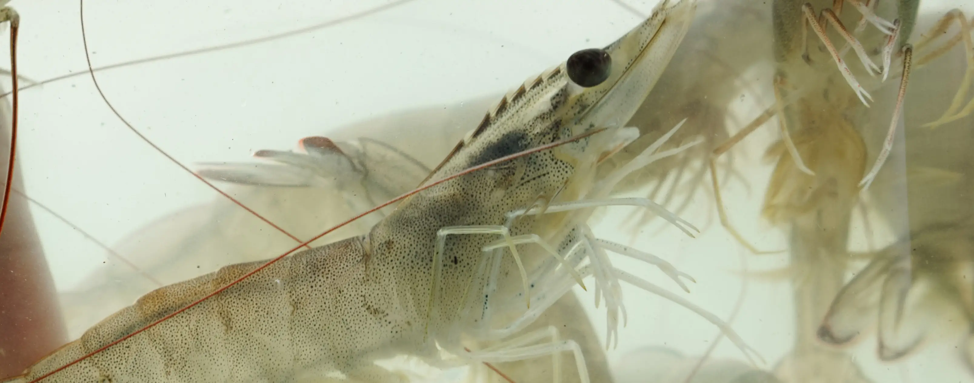 Shrimp swimming illustrating FAI Academy Shrimp Hub online course, fact sheets, applications on shrimp welfare for farmers, vets, students, managers, and distributors.