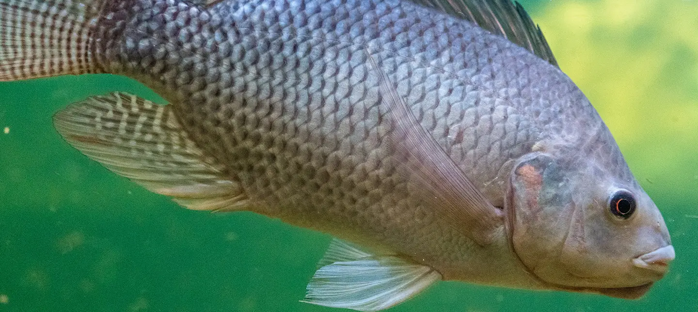 Tilapia swimming used to promote FAI Academy Tilapia Hub online training, workshops, webinars, manuals and the tilapia welfare app.