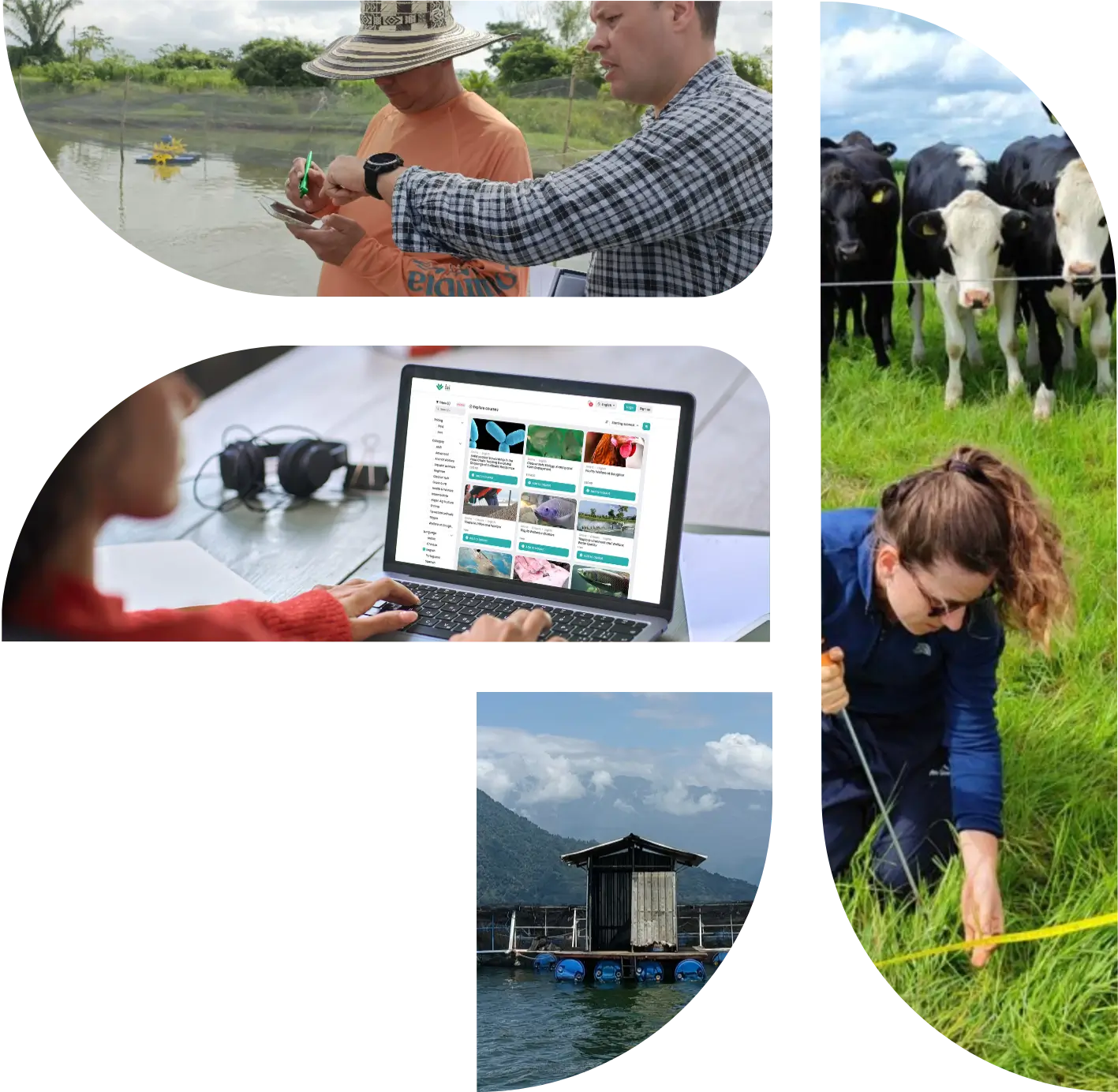 Image collage showing: an FAI consultant guiding a tilapia farmer on using the Tilapia Welfare App during an onsite workshop; accessing Antimicrobial Stewardship webinar certificates on FAI Academy; a consultant demonstrating basal ground cover transect for regen agriculture training; training onsite tilapia cage illustrating blended and live training for fish farmers.