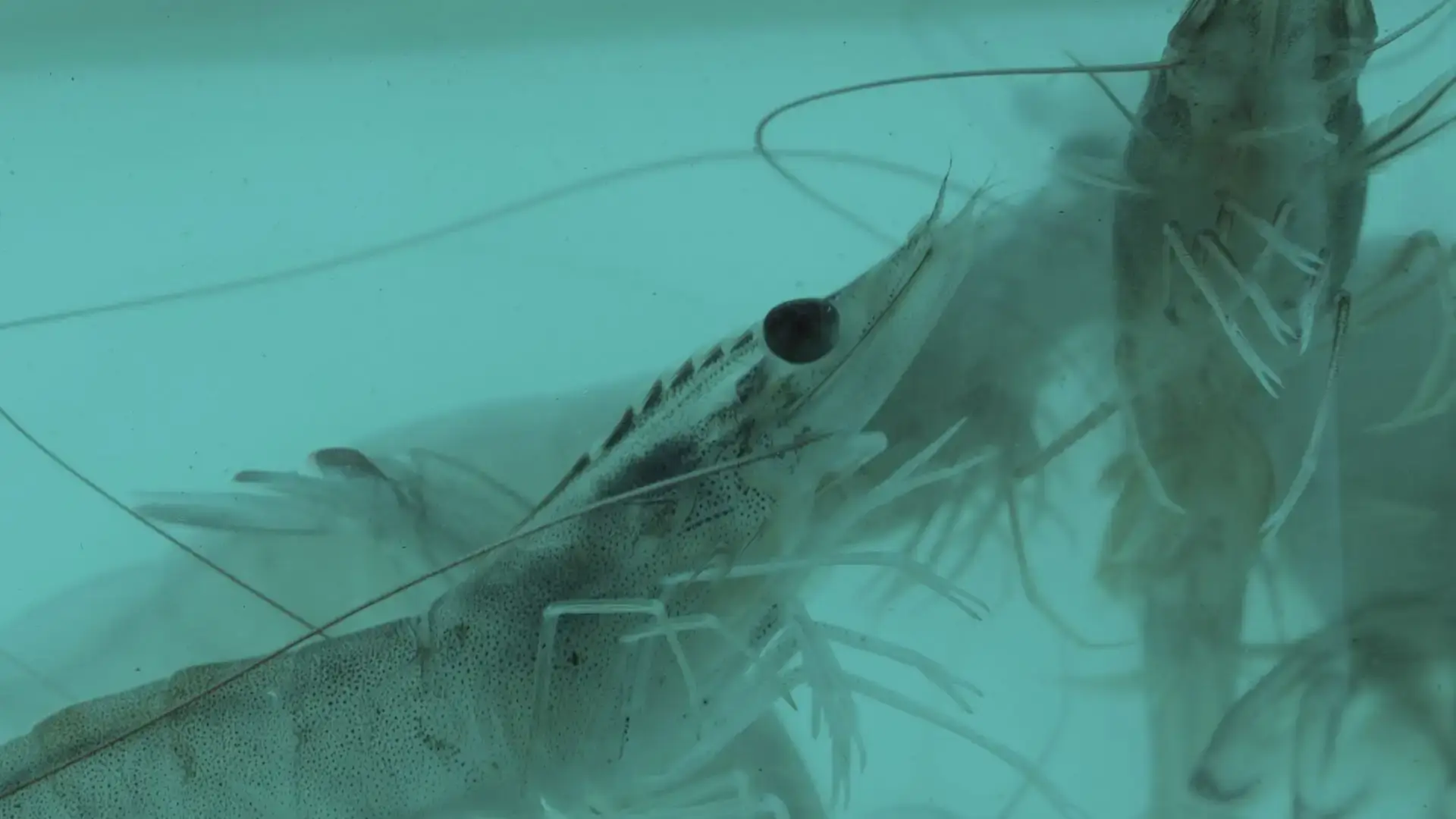 Close-up image of a white-leg shrimp (Penaeus vannamei) in pond water, showing detailed body structure and antennae for farmed shrimp welfare indicators context