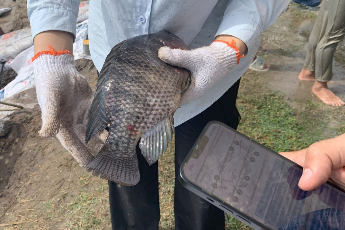 Close-up of tilapia farmer holding a smartphone displaying the Tilapia Welfare app fish health assessment form, while the FAI consultant wearing white protective gloves holds a live tilapia, during a workshop at a tilapia farm in China demonstrating how to do a health assessment.