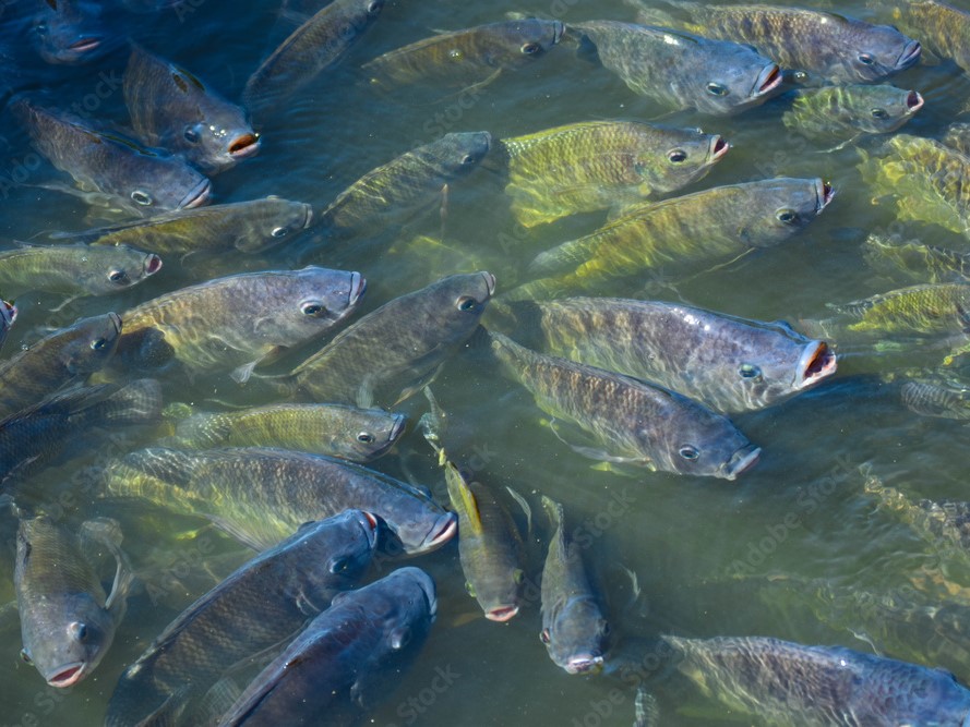Tilapia swimming close to the water surface in outdoor aquaculture pond, during feeding, illustrating feeding behaviour as one of the tilapia welfare indicators.